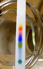 Figura 1 - Cromatografia em papel [© asprof.blogspot.com]. Nesta fotografia verifica-se os diferentes arrastamentos dos vários constituintes da mistura inicial.